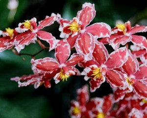 Flower Mix 02